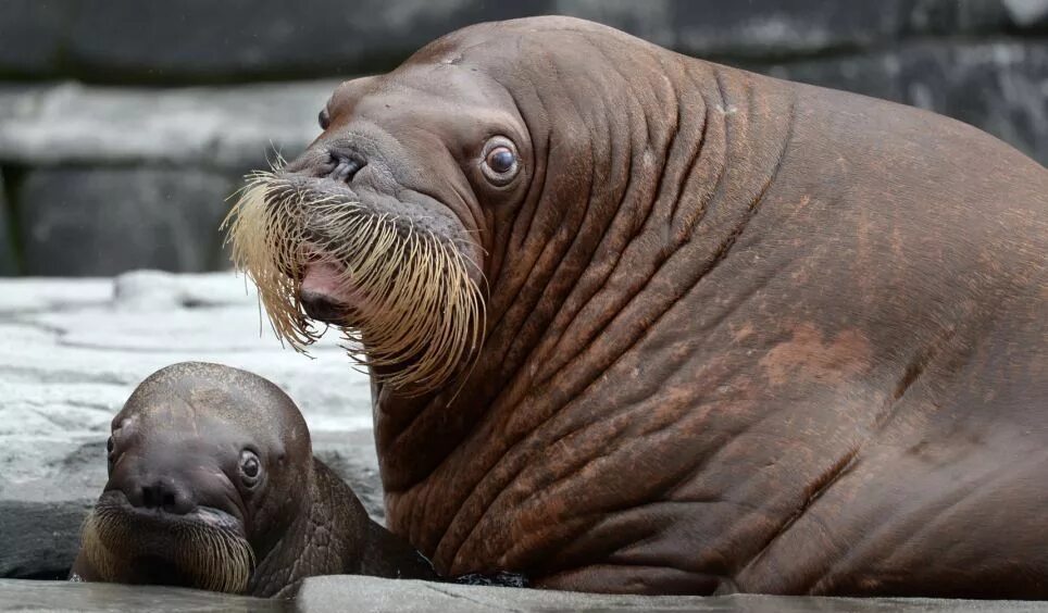 Ластоногие сивуч. Сивучи и морские котики. Ушастый тюлень сивуч. Детеныш моржа моржонок. Ластоногие морской лев.