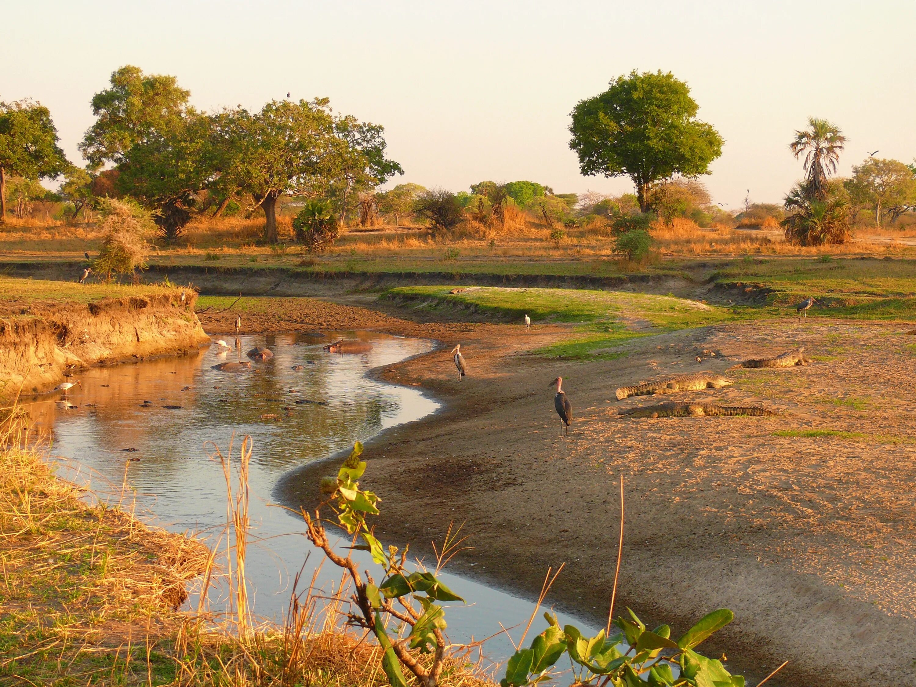 Africa river. Национальный парк в Танзании КАТАВИ. Лимпопо река в Африке. Национальный парк Крюгера река Лимпопо. Национальный парк Лимпопо Африка.