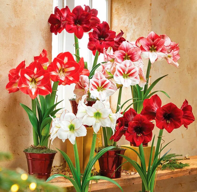 Гиппеаструм амариллис. Луковичные комнатные цветы амариллис. Амариллис уход за ним. Амариллис цветок. Appleblossom гиппеаструм.