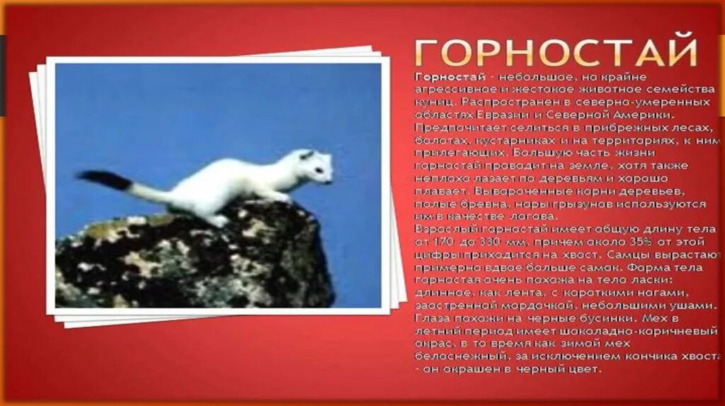 горностай книга. красная книга ульяновской области горностай. горностай книга. горностай в челябинской области. горностай книга.