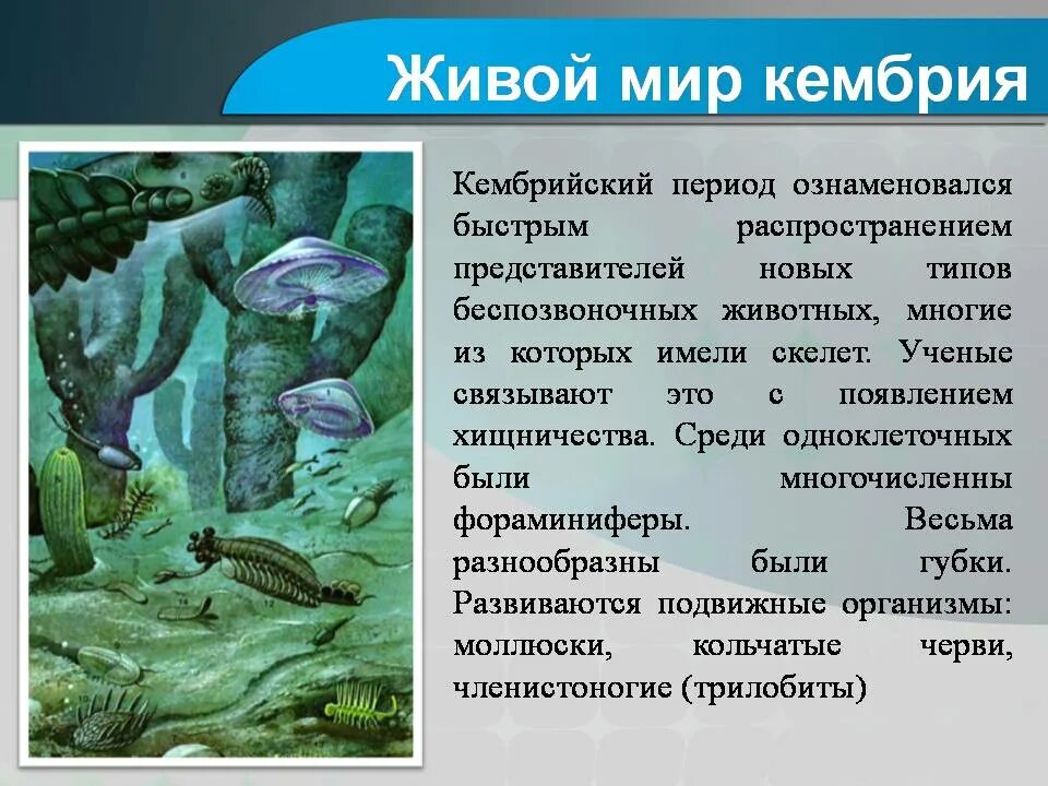 Развитие жизни сегодня. Палеозойская Эра Кембрийский. Палеозойская Эра периоды Кембрий, Ордовик, Силур. Кембрийский ордовикский силурийский.