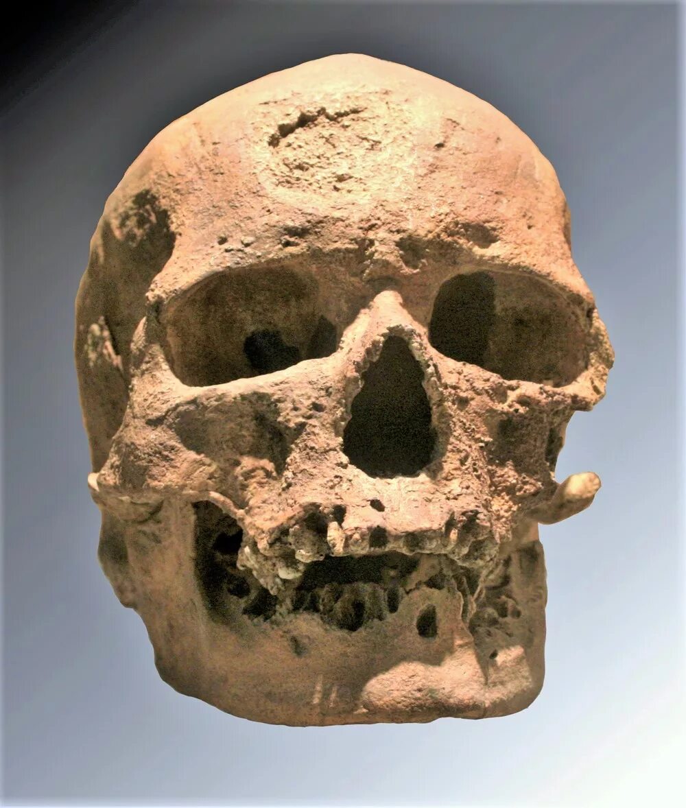 Череп древнего человека и современного. Хомо сапиенс первый череп. Кро-Маньон 1 реконструкция.