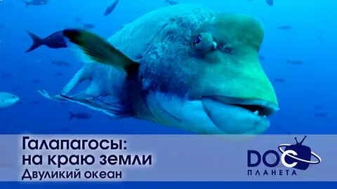 Загадки океанов документальный