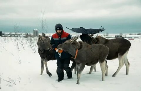 Лакомство лосей сканворд 5