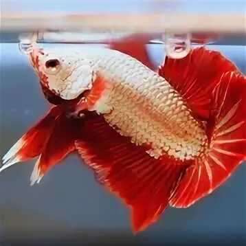 Рыба петух дракон. Рыба петух дракон. Betta splendens dragon. Рыбка betta. Рыбка петушок дракон.