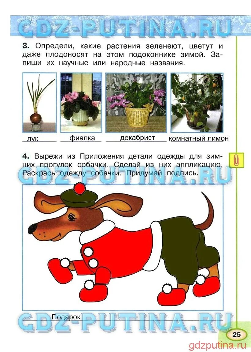 Какие растения зеленеют. Декабрист цвет цикламен. Зигокактус декабрист. Комнатные цветы на подоконнике. Растения зеленеют и цветут на подоконнике зимой.