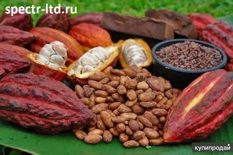 Какао бобы оптом