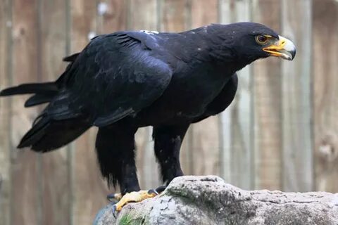Черные крупные птицы красивые фото и картинки - Каталог Фото
