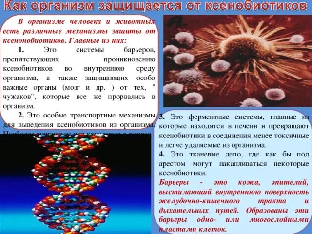 Ксенобиотики в организме. Механизмы обезвреживания ксенобиотиков. Ксенобиотики биологического происхождения. Ксенобиотики обезвреживание ксенобиотиков в организме.