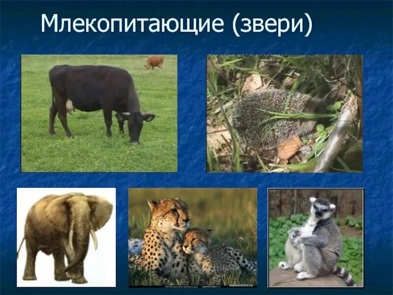 Млекопитающие животные. Млекопитающие звери. Царство животных млекопитающие. В царстве животных.