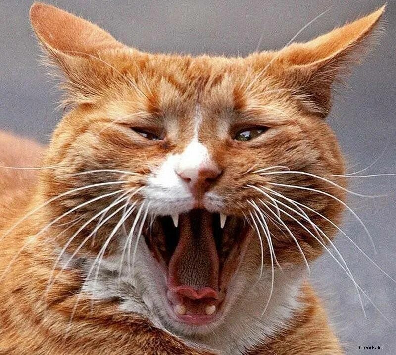 Бешеные коты. Кот кричит. Кошак орет. Орущий кот. Кот кричит.