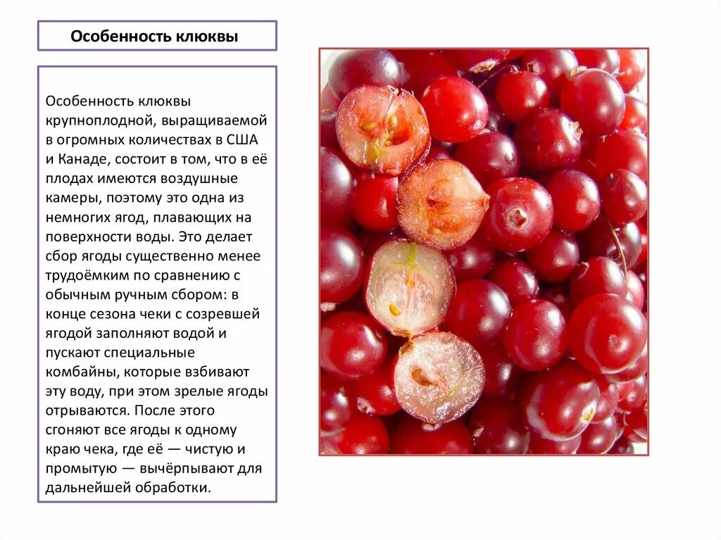 Клюква значение слова. Клюква описание.
