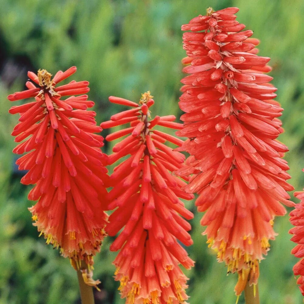 Книфофия Nancy Red. Kniphofia Nancy Red. Книфофия африканский гость