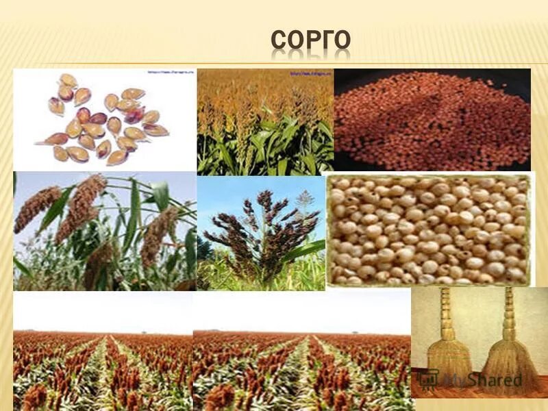 Полевые культурные растения. Какая зерновая культура является самой теплолюбивой. Какая зерновая культура является самой теплолюбивой. Какая зерновая культура является самой теплолюбивой. Пшеница ,рис, рожь,сорго,просо,овес,ячмень.