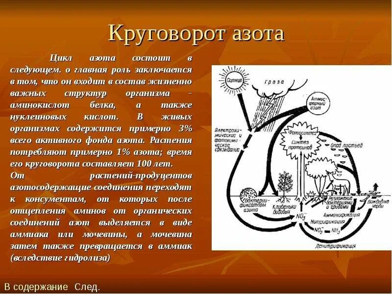 Какую роль в круговороте азота. Круговорот азота в природе 9 класс. круговорот азота в природе химия. круговорот азота в химии. круговорот азота химические реакции.
