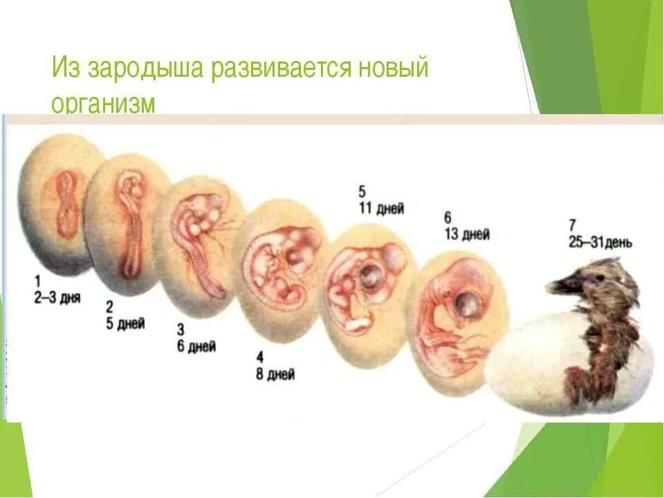 Фото развития цыпленка. Этапы развития зародыша в яйце курицы. Этапы развития утенка в яйце. Стадия развития цыпленка в яйце зародыш. Развитие уток в яйце по дням.