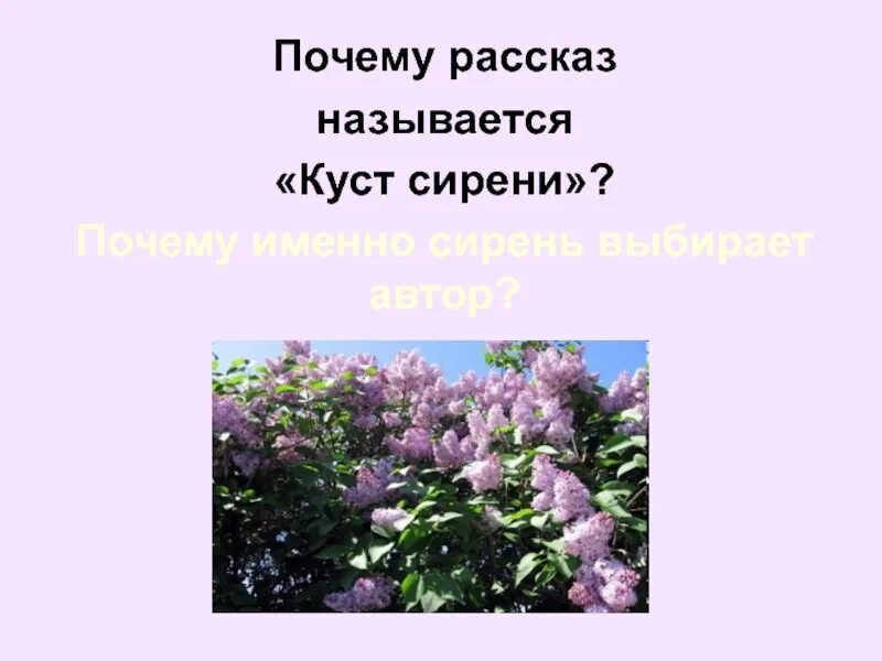 В чем суть рассказа куст сирени. Куст сирени Куприн. Куприн сирень. Куст сирени Бунин.