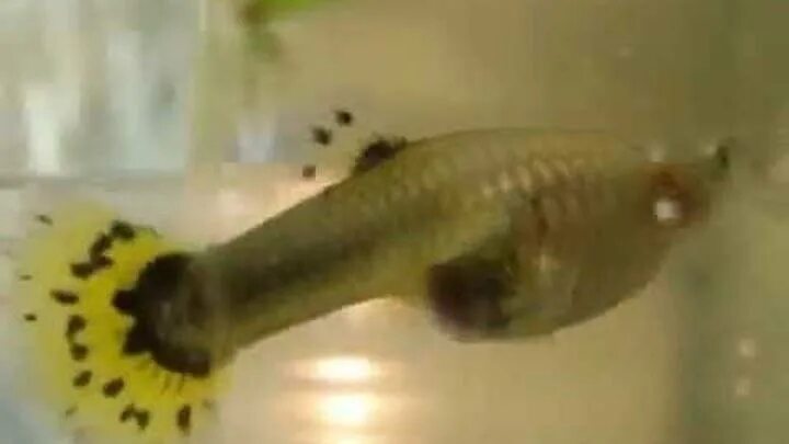 Гуппи рыбки мальки. Гуппи рожают через. Гуппи рыбки мальки. Гуппи кои альбинос. Гуппи рожают через.