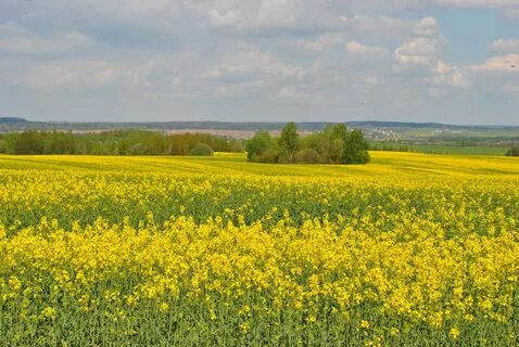 Зацвели поля