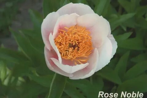 Rose noble