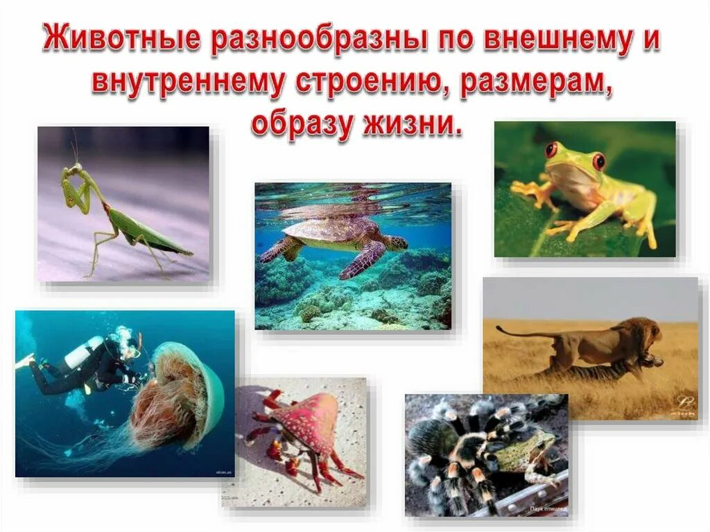 Наука о строении животных. Зоология презентация. зоология слайд. зоология доклад. наука о животных картинки.