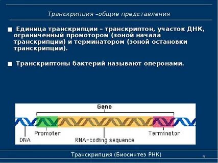 Транскриптон