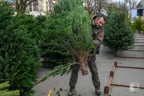 Елочные базары барнаул