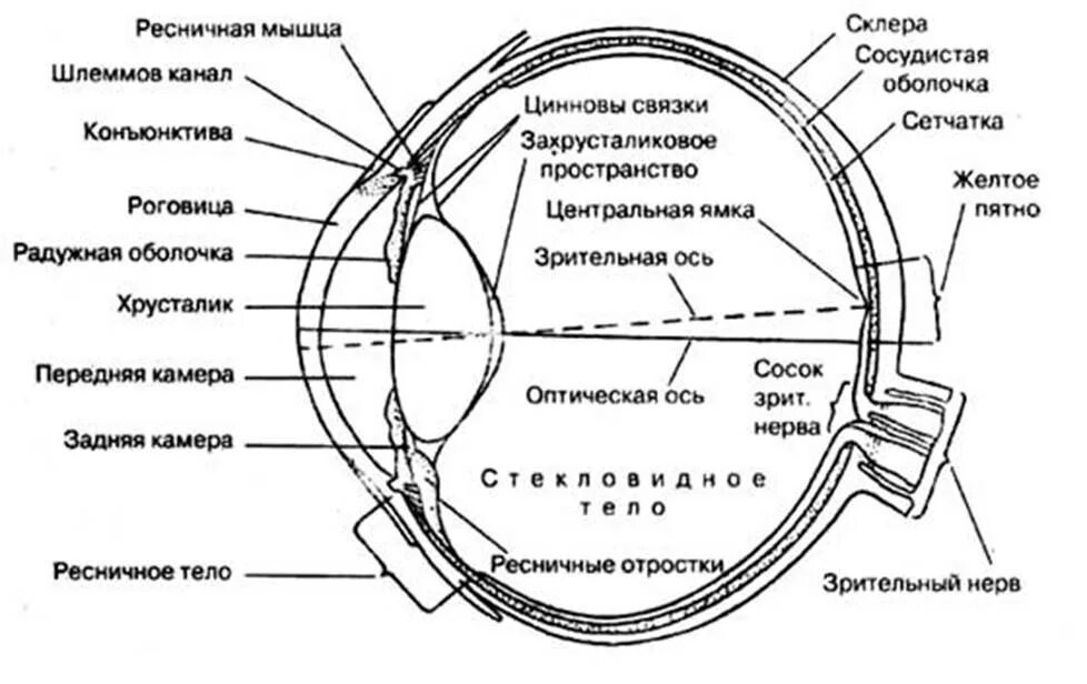 Система строения глаза. Зрительный анализатор строение и функции анатомия. анатомические структуры органа зрения анатомия. схема строения оболочек глазного яблока. строение органа зрения (строение глазного яблока)..