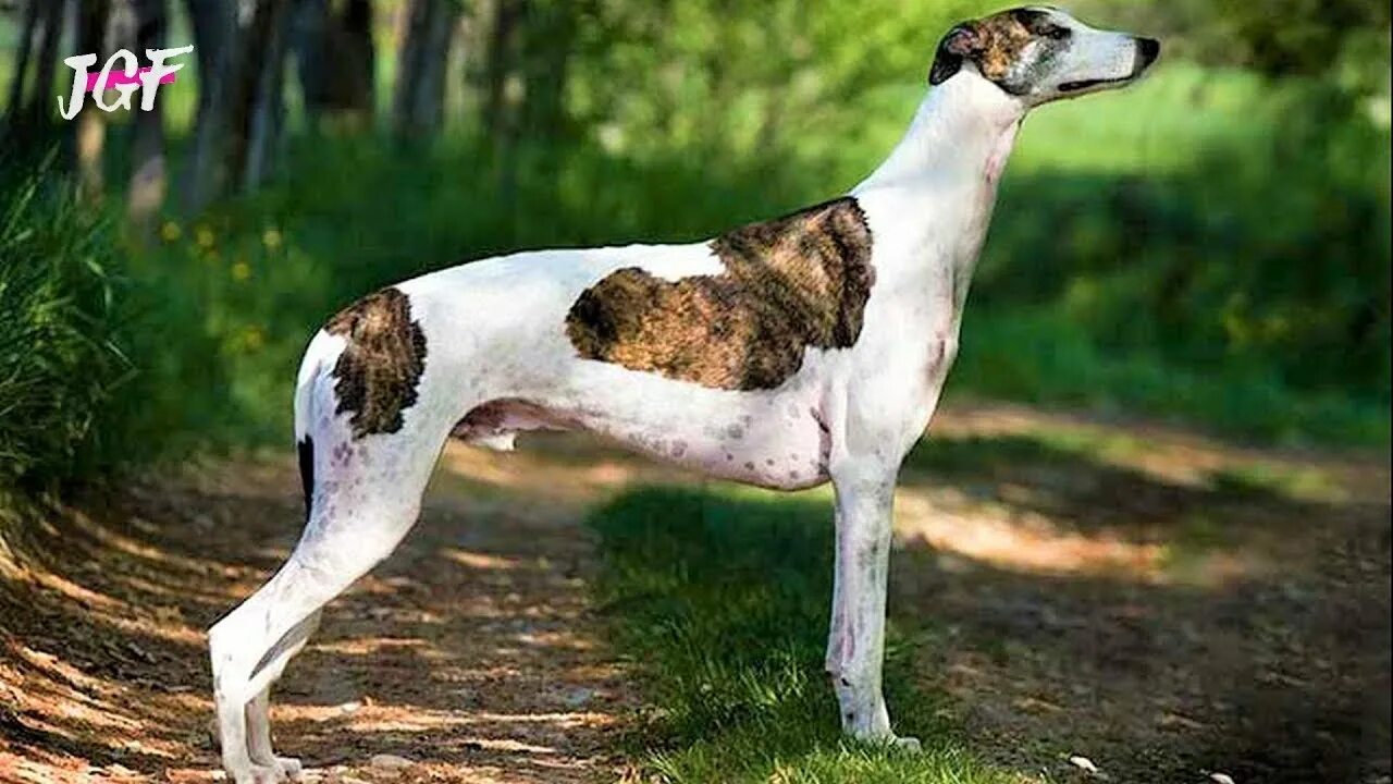Замечательные собаки, которые обожают гулять как можно дольше Pets2.me Дзен