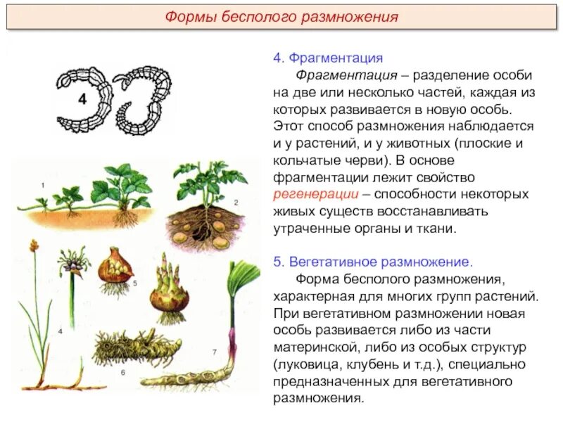 Каковы особенности бесполого размножения 6 класс