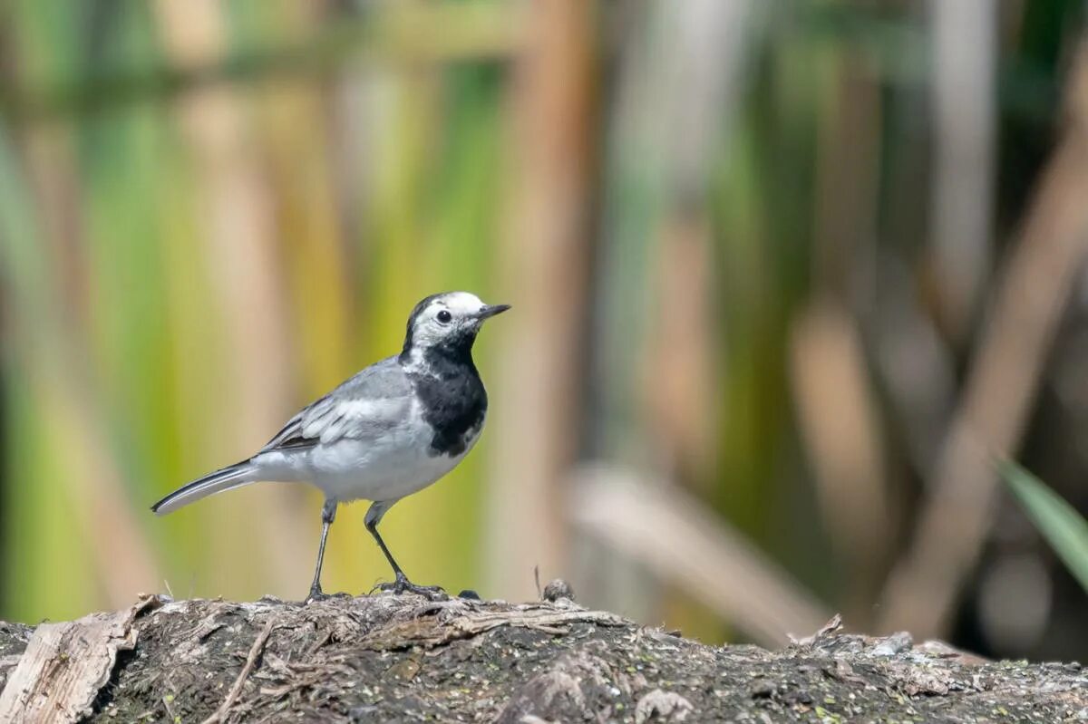 Motacilla Alba Alba. Белобровая трясогузка. Белая трясогузка. Трясогузка голубая.