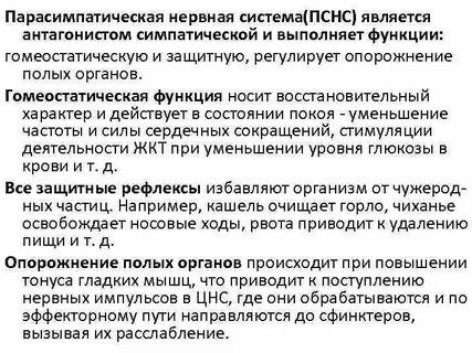 Парасимпатическая нервная система выполняет функцию