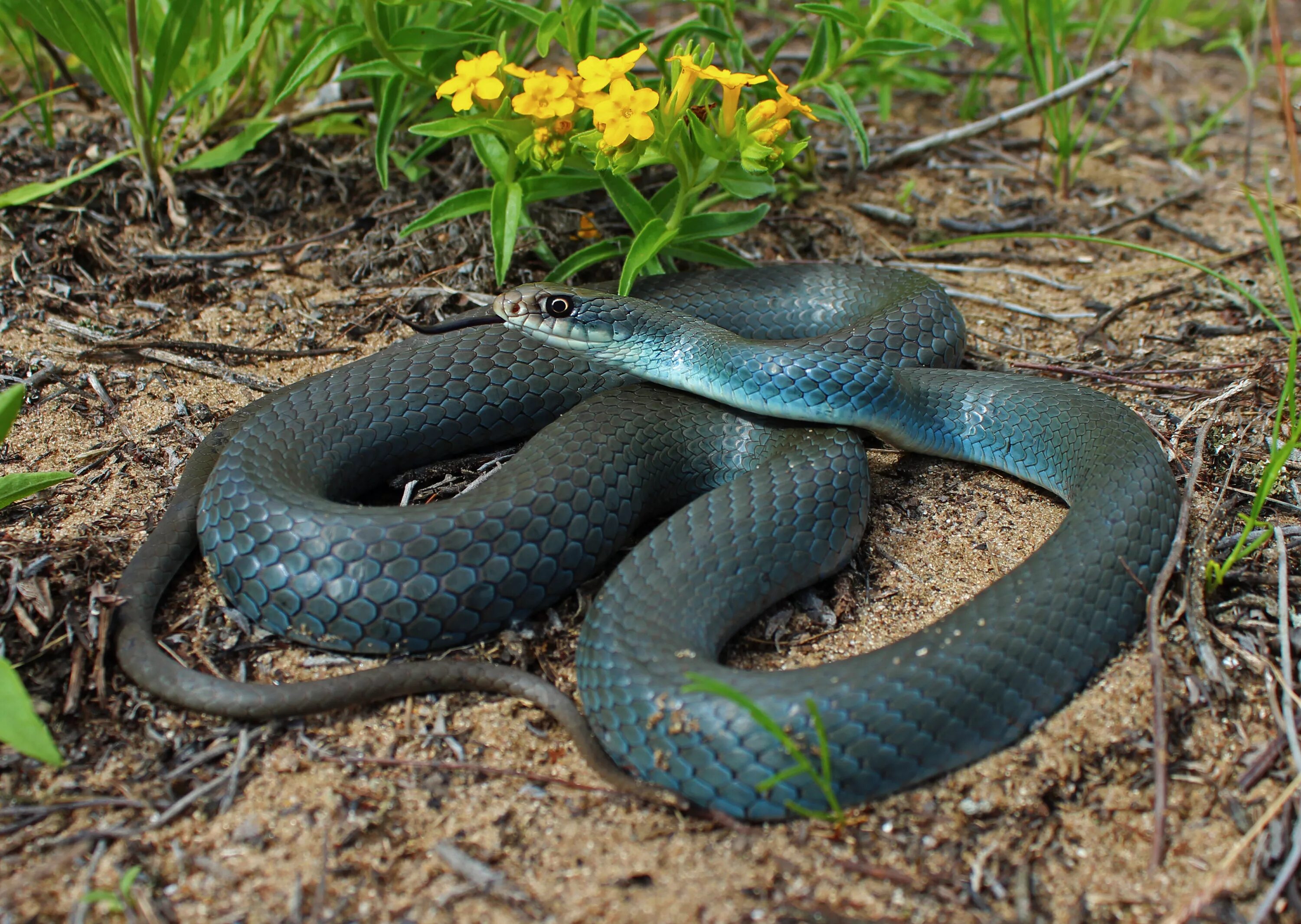 Синяя змейка. Голубая куфия гадюка. Болотная гадюка голубая. Coluber Constrictor. Blue Racer Coluber.