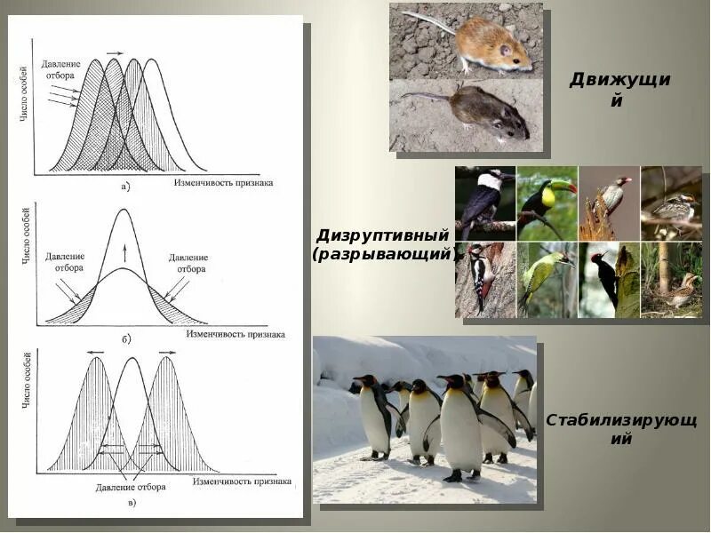 Схема стабилизирующего естественного отбора. Естественный отбор стабилизирующий движущий дизруптивный. Формы отбора движущий стабилизирующий дизруптивный. Формы естественного отбора схема.