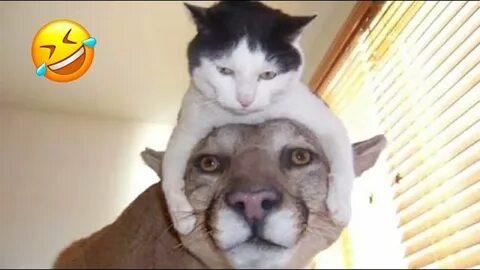 Смешные кошки до слез