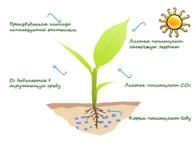 Из воздуха лист получает. Схема процесса фотосинтеза. Фотосинтез растений. Поглощение воды растением. Растения получают энергию.