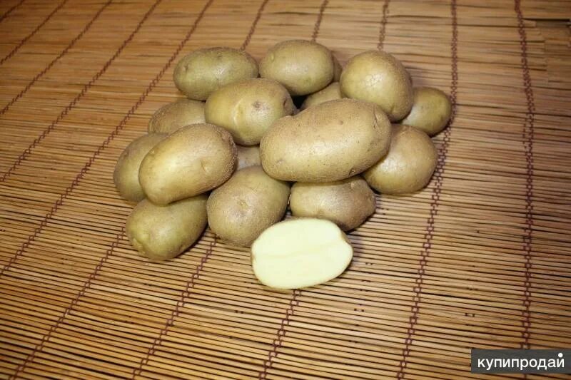 Сорт картофеля голубизна. Сорт картофеля Дунай. Сорт картофеля голубой Дунай. Картофель семенной Гулливер. Картофель голубизна