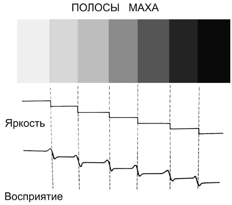 Полосы Маха. Эффектом полос Маха. Полосы Маха иллюзия. Полосы Маха иллюзия краевой контраст. Яркость восприятия