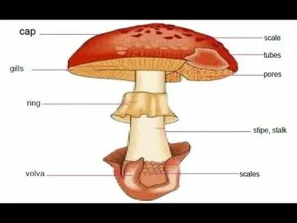 Уровень mushroom