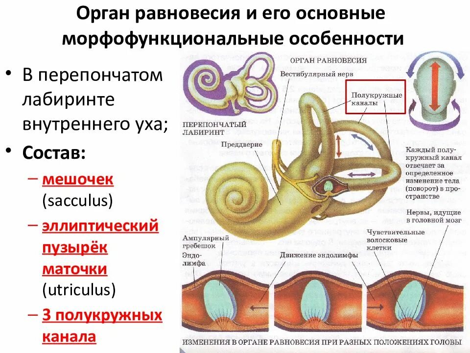 Значение органа равновесия. Внутреннее ухо костный Лабиринт. Перепончатый Лабиринт внутреннего уха. Органы внутреннего уха. Полукружные каналы внутреннего уха анатомия.