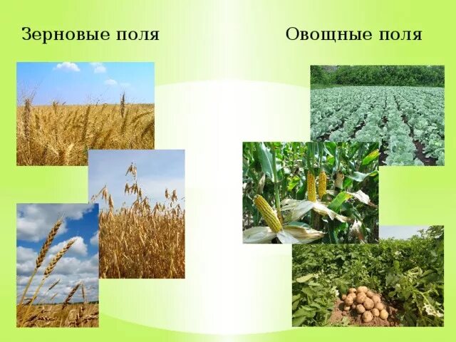 Природное сообщество поле 5 класс. Природное сообщество поле. Проект экосистема поля. Растения экосистемы поля. Сообщество поле 3 класс окружающий мир.