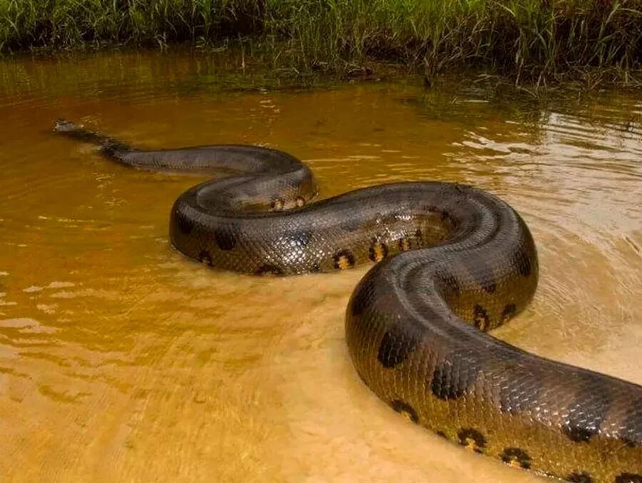 Большие змеи в воде