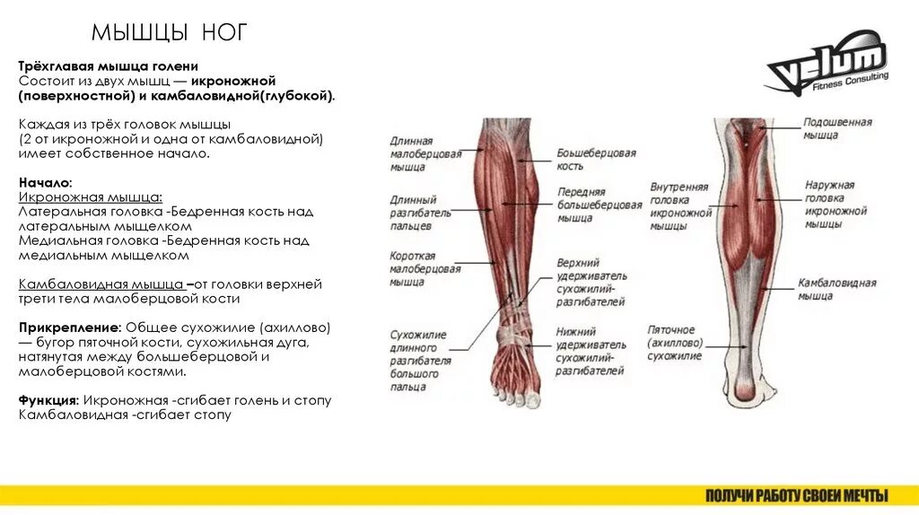 Функции нижних конечностей. Мышцы голени и их функции. Трехглавая мышца голени прикрепление. Мышцы голени функции анатомия. Функция большеберцовой мышцы ноги.