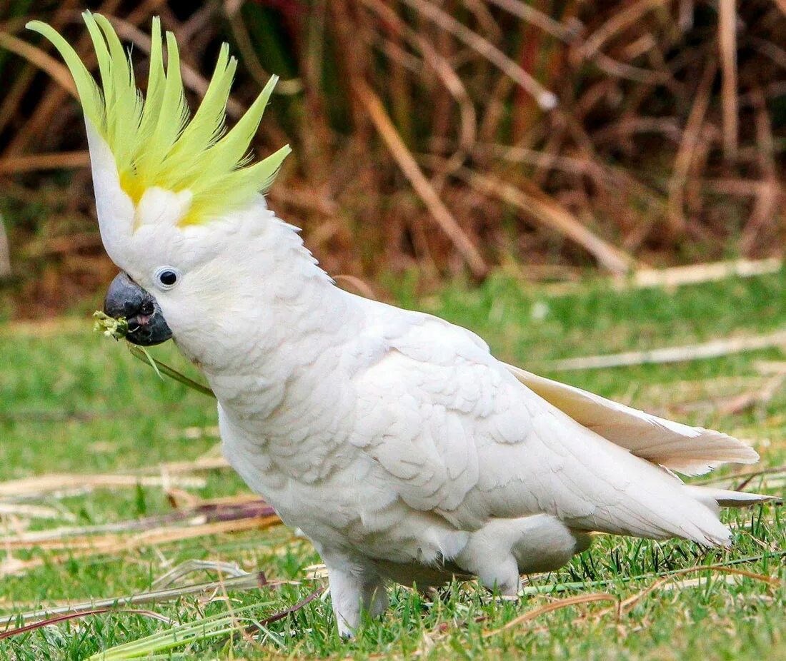 Какаду это. Какаду это. Малый желтохохлый какаду. Белый попугай какаду. Австралийский попугай какаду.