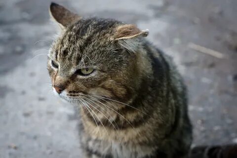 Дворовый кот