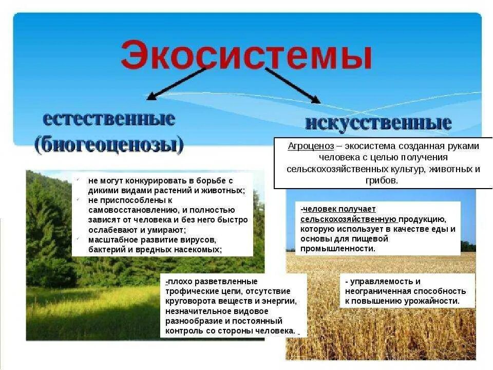 Как можно объяснить высокое разнообразие видов представителей