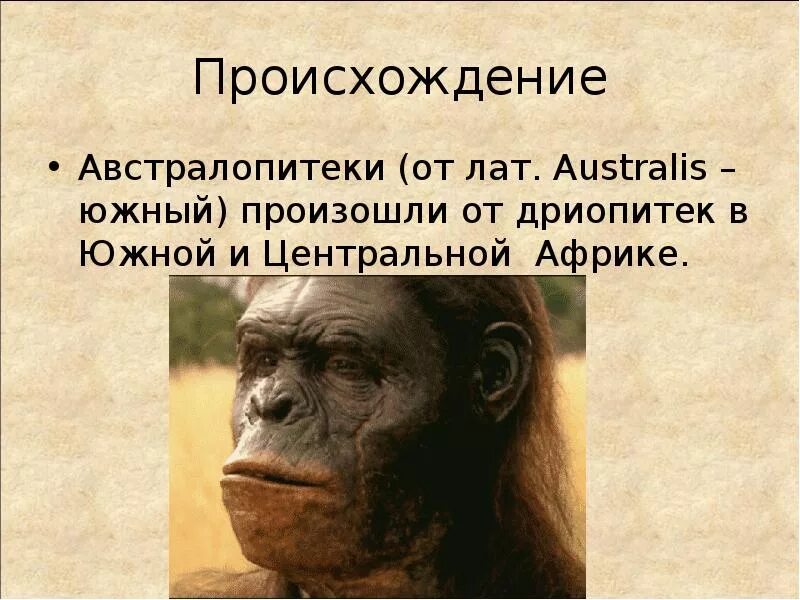 Происхождение человека австралопитек. Австралопитек (“южная обезьяна”). Происхождение человека. Этапы эволюции человека таблица дриопитек. Австралопитеки появились в.