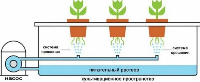 Pin on Hydroponics