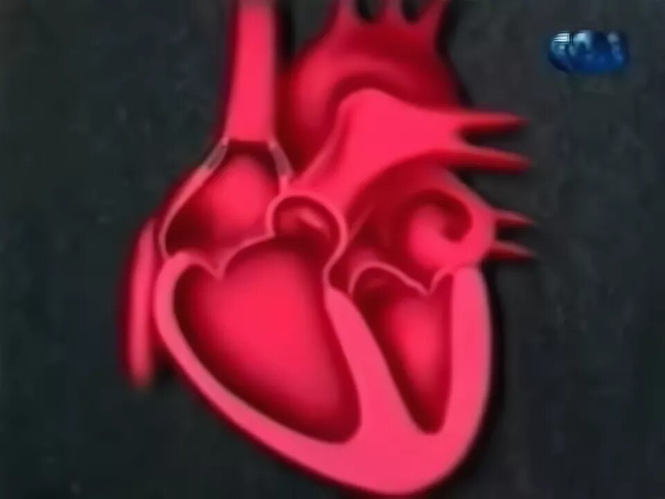 Сердце работает всю жизнь