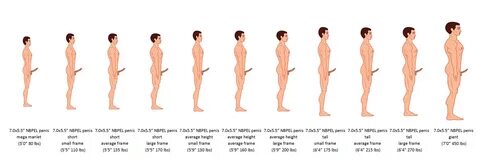 the effect of height and frame size a, penis size charts pics, predicted he...